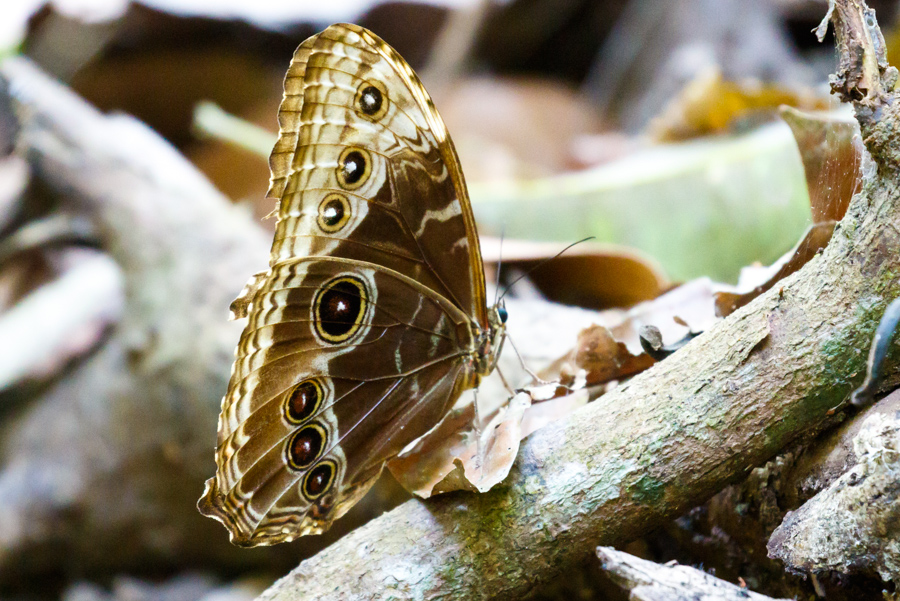 Morpho Butterfly