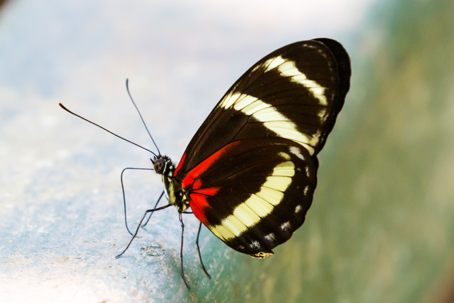 Pachinus Longwing Butterfly