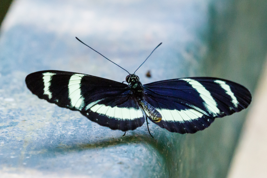 Pachinus Longwing Butterfly
