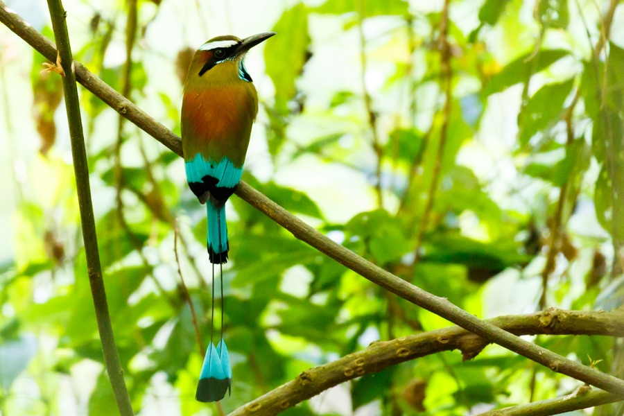 Turquoise-browed Motmot