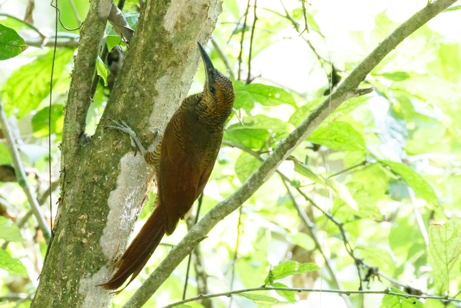 Northern Barred-Woodcreeper