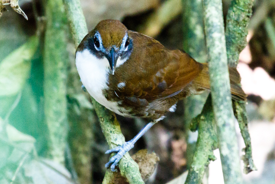 Bicolored Antbird