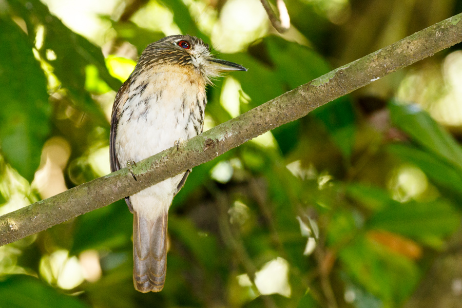 White-whiskered Puffbird