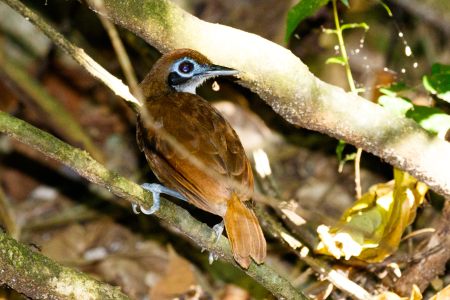 Bicolored Antbird