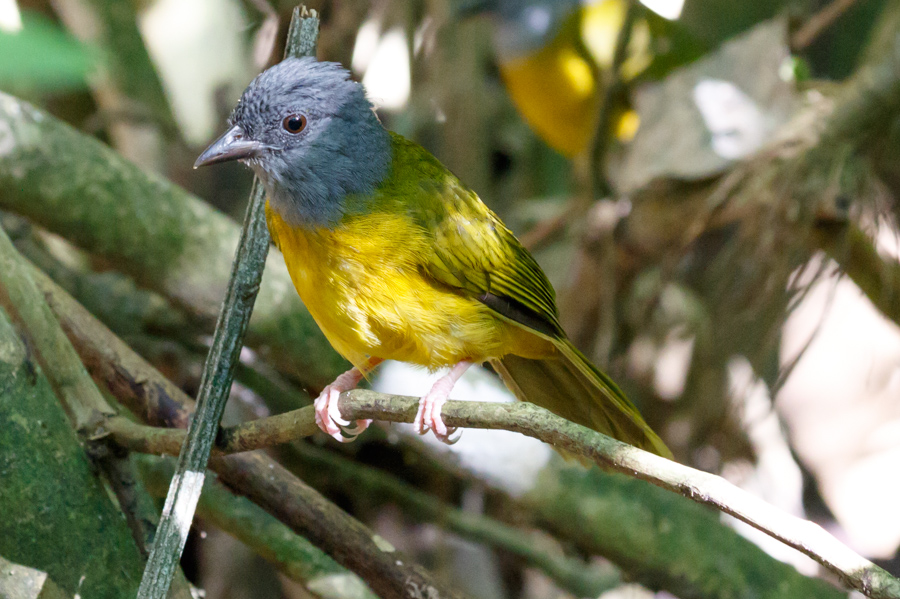 Gray-headed Tanager