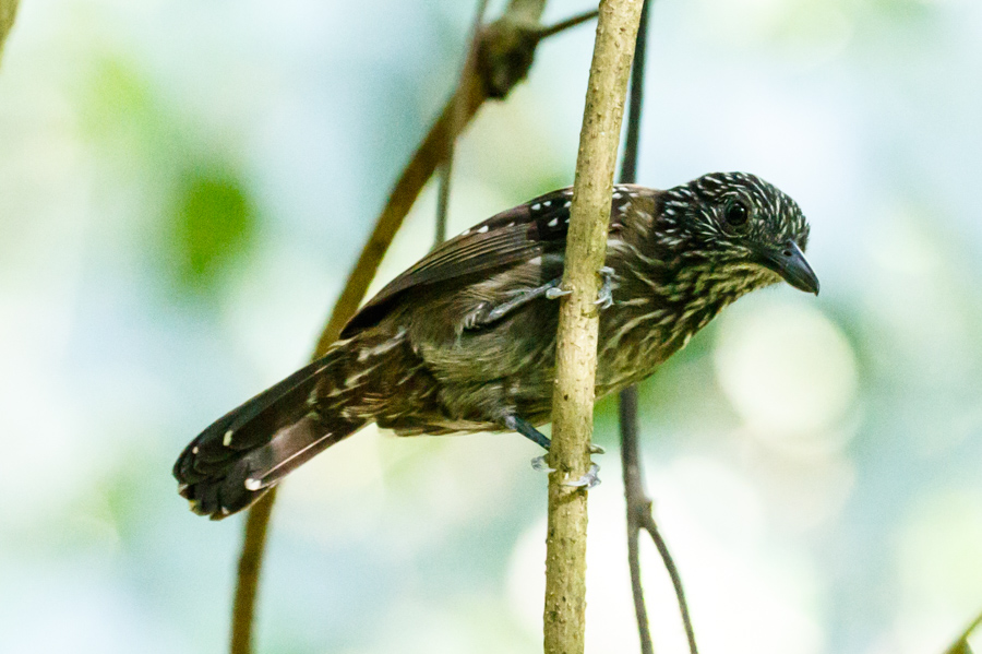 Black-hooded Antshrike