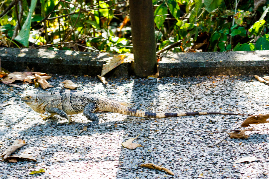 Black Iguana