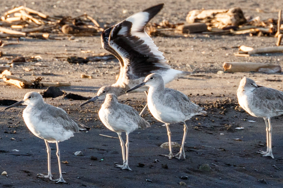 Willet