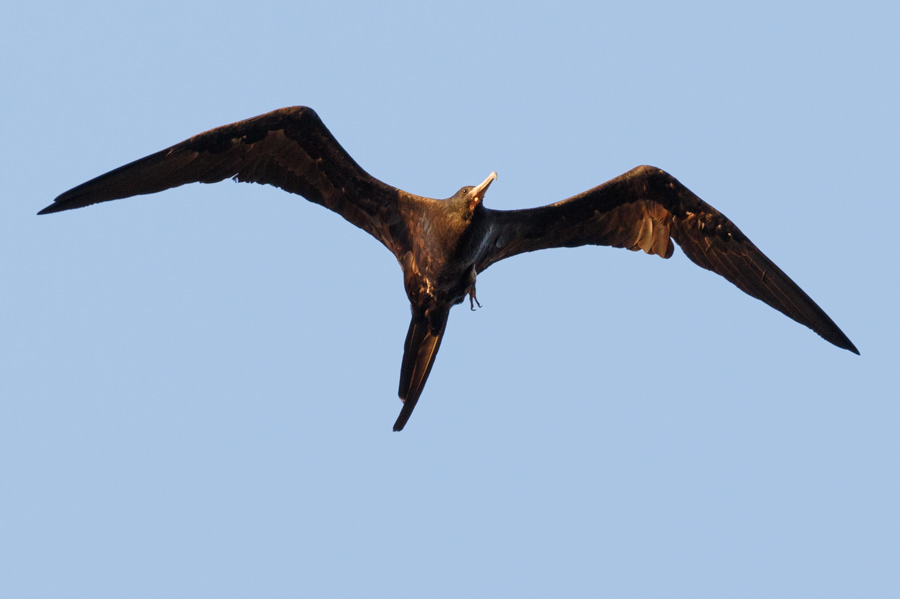 Magnificent Frigatebird