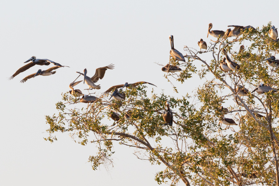 Brown Pelican