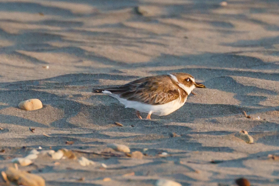 Wilson\'s Plover