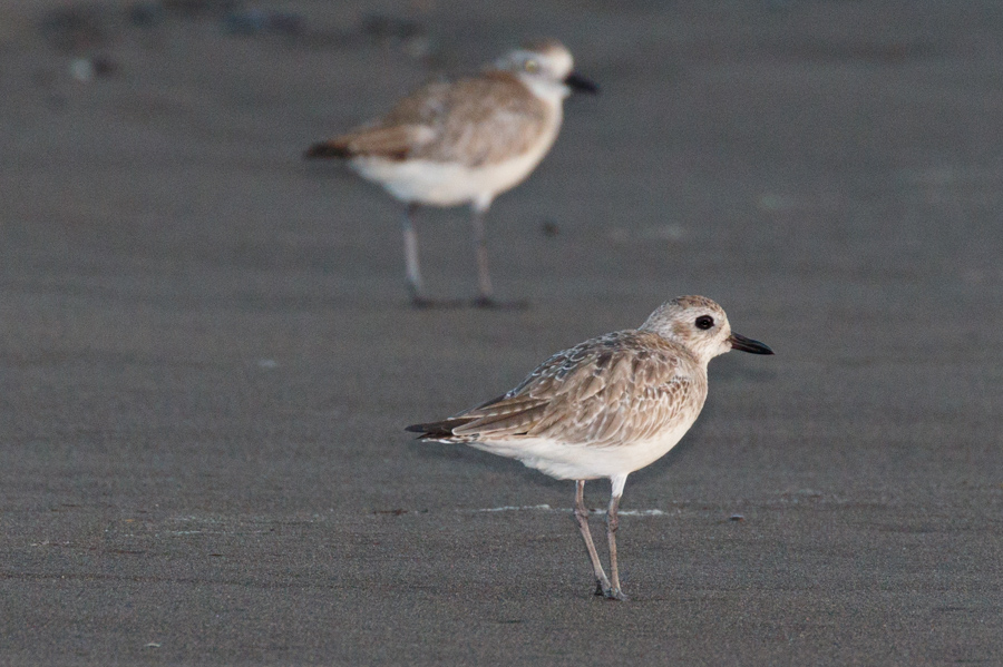 American Golden Plover