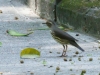 Northern Waterthrush