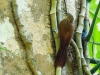 Cocoa Woodcreeper