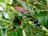 Squirrel Cuckoo