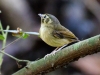 Stub-tailed Spadebill