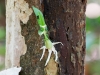 Plant sprouting on tree