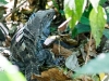 Black Spiny-tailed Iguana