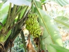 Plantains