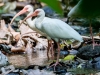 White Ibis