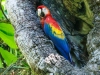 Scarlet Macaw