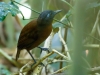 Chestnut-backed Antbird