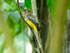 Black-throated Trogon