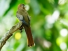 Black-throated Trogon