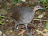 Great Tinamou