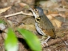 Streak-chested Antpitta