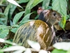 Agouti