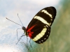 Pachinus Longwing Butterfly