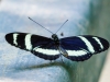 Pachinus Longwing Butterfly