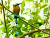 Turquoise-browed Motmot