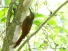 Northern Barred-Woodcreeper