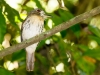 White-whiskered Puffbird