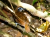 Bicolored Antbird