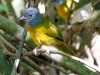 Gray-headed Tanager