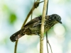 Black-hooded Antshrike