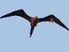 Magnificent Frigatebird