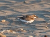 Wilson's Plover