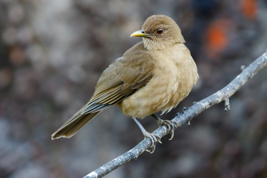 Clay-colored Thrush