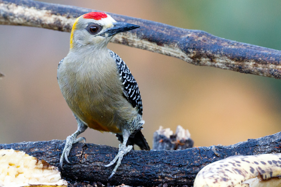 Hoffman\'s Woodpecker