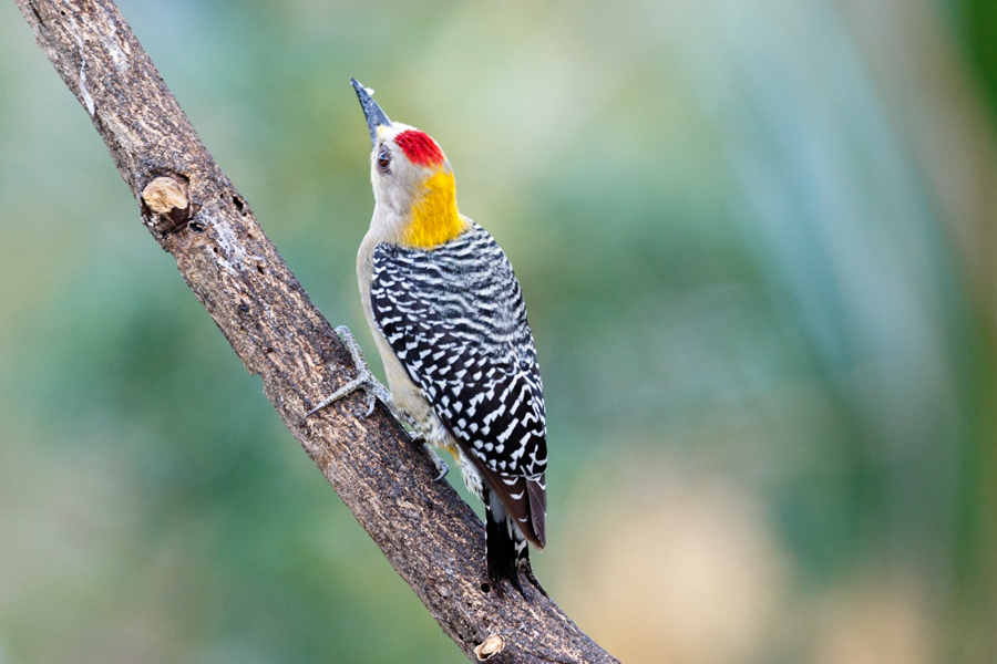 Hoffman\'s Woodpecker