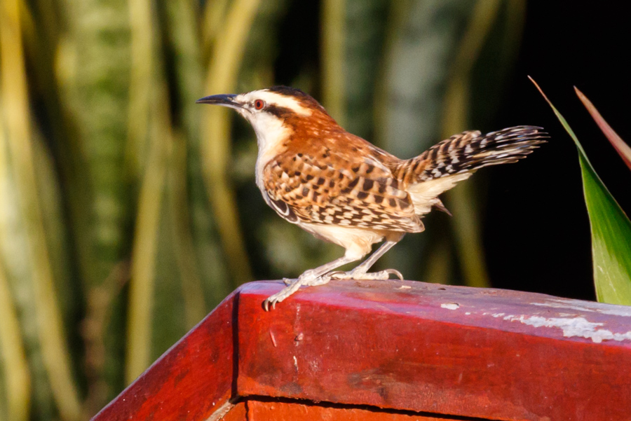 Rufous-naped Wren