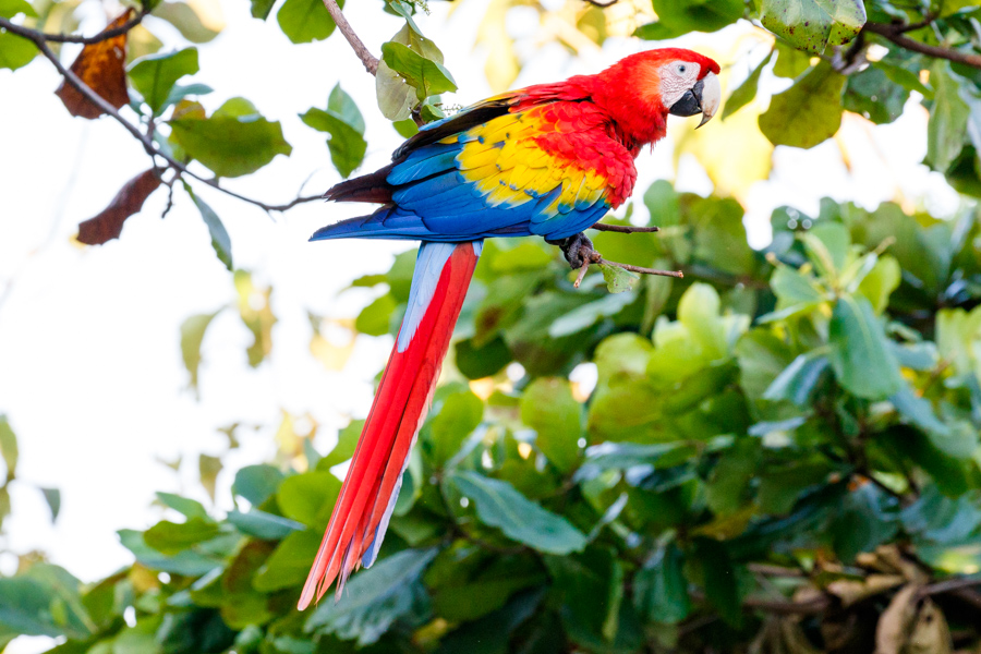 Scarlet Macaw