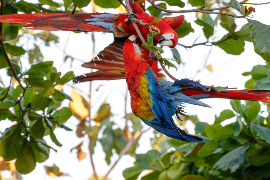 Scarlet Macaw