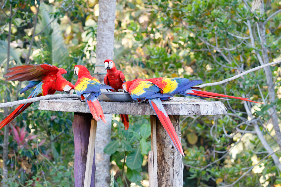 Scarlet Macaw