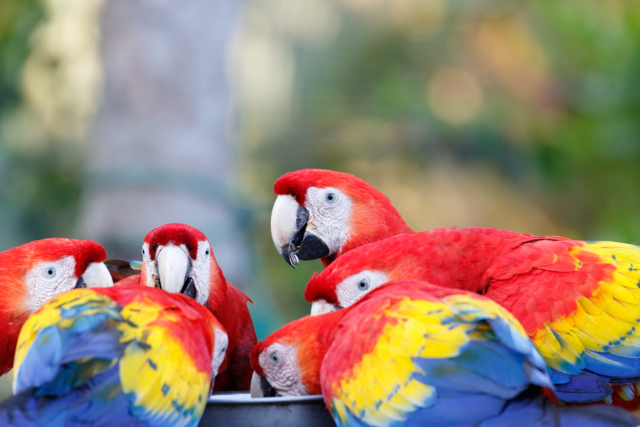 Scarlet Macaw