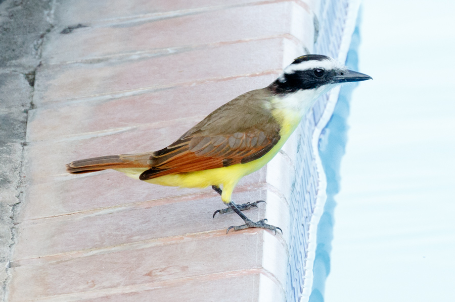 Great Kiskadee